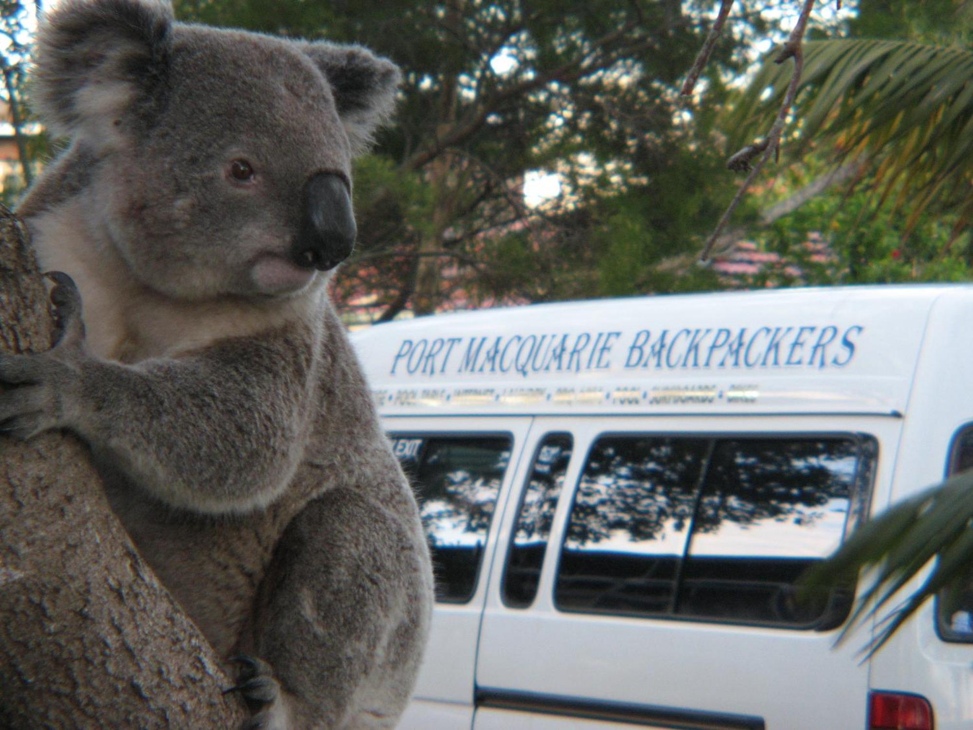 Backpackers *