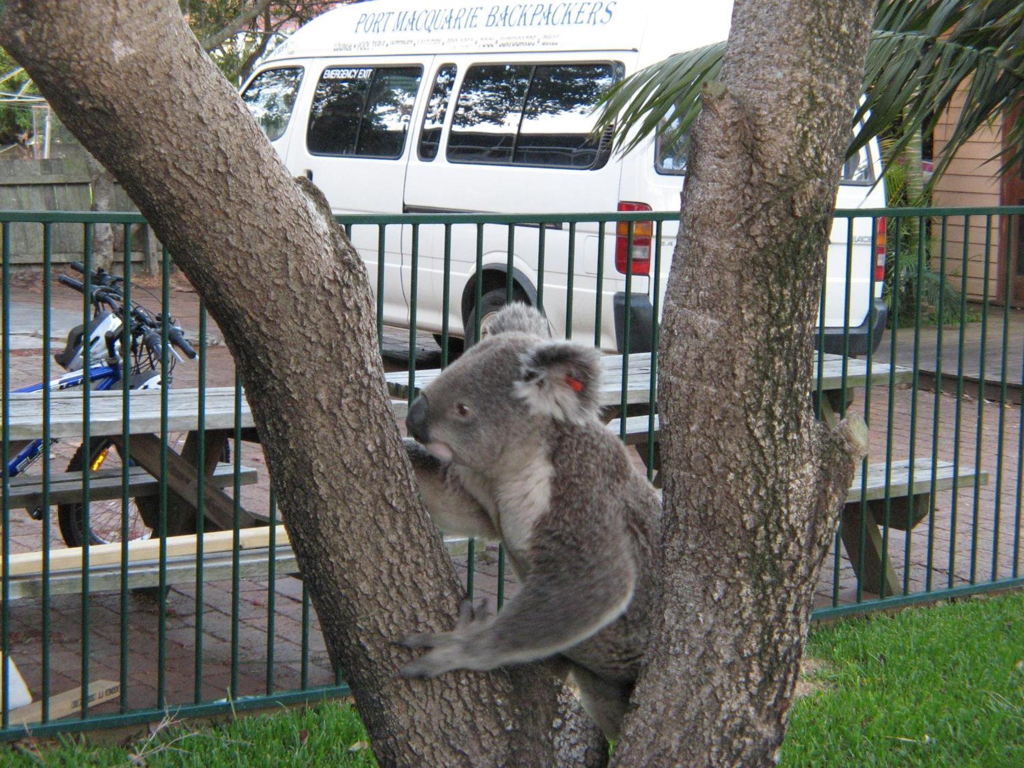 Hostel Backpackers Port Macquarie