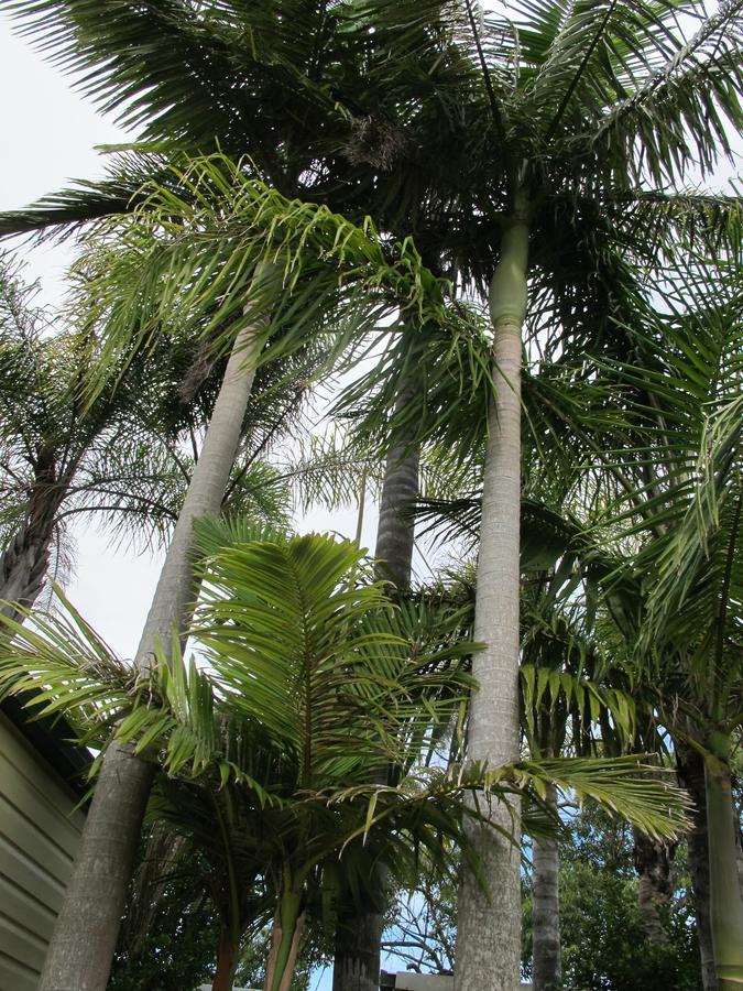 Melaleuca Campo de férias