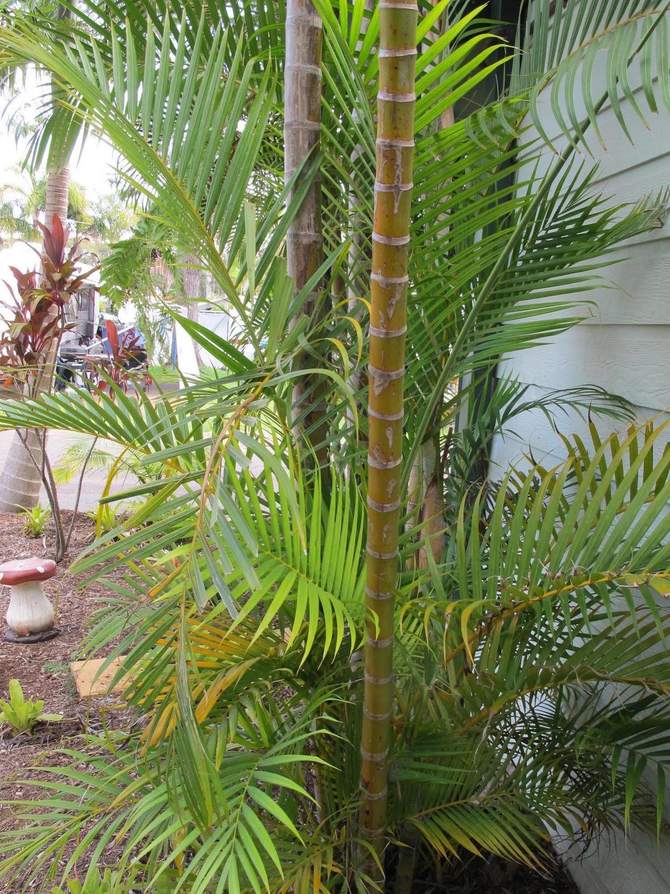 Campo de férias Melaleuca 4*